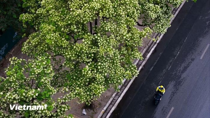 Hương hoa sữa có thể khiến người ta ngột ngạt, nhưng khi xa lại thấy nhớ. Nó trở thành dấu hiệu báo Thu về, gợi lên bao cảm xúc khó tả. (Ảnh: Hoài Nam/Vietnam+)