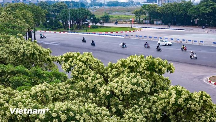 Không rực rỡ sắc màu, loài cây ấy chọn cách khiêm nhường đứng bên những vỉa hè, từng chùm hoa trắng ngà nhỏ xíu lại bung nở, chiếm trọn không gian bằng một thứ "quyền lực" dịu dàng. (Ảnh: Hoài Nam/Vietnam+)
