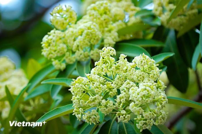 Những chùm hoa nhỏ li ti, màu trắng ngà hoặc vàng nhạt, kết thành từng cụm vươn mình đón nắng. Đến giữa tháng 9, khi nắng thu đã dịu và những cơn gió lành đầu mùa ghé thăm thì mùa hoa sữa Hà Nội bắt đầu nở rộ, mang đến khung cảnh thơ mộng cho phố phường. (Ảnh: Hoài Nam/Vietnam+)