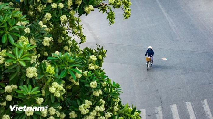 Trong vòm cây quen thuộc ấy, dưới làn hương nồng nàn ấy, ta như tìm lại được những rung động đầu đời, ấm áp lạ thường. (Ảnh: Hoài Nam/Vietnam+)