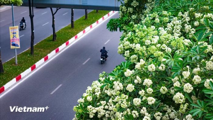 Mùa hoa sữa Hà Nội thường bắt đầu từ giữa tháng 9 đến đầu tháng 10, khi gió heo may mang hơi se lạnh về phố. Hoa kết thành từng chùm nhỏ, trắng ngà hoặc vàng nhạt, đón nắng thu rồi khẽ rơi theo từng cơn gió. (Ảnh: Hoài Nam/Vietnam+)