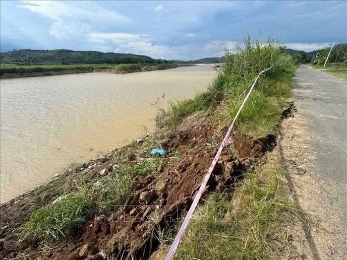 Tình trạng sạt lở bờ sông Krông Nô đang rất nghiêm trọng, nhiều đoạn đã sạt vào tới mặt đường nhựa, UBND xã Nam Ka đã rào chắn và gắn biển cảnh báo, cấm xe 4 bánh đi qua những đoạn đường nguy hiểm men theo bờ sông. Ảnh: Kha Phạm/TTXVN