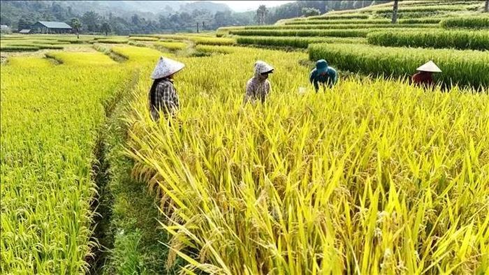 Người dân Bản Tèn thu hoạch lúa.