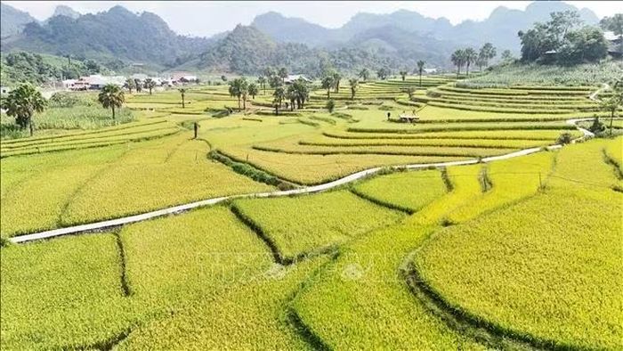 Những thửa ruộng bậc thang ở Bản Tèn vào mùa lúa chín.