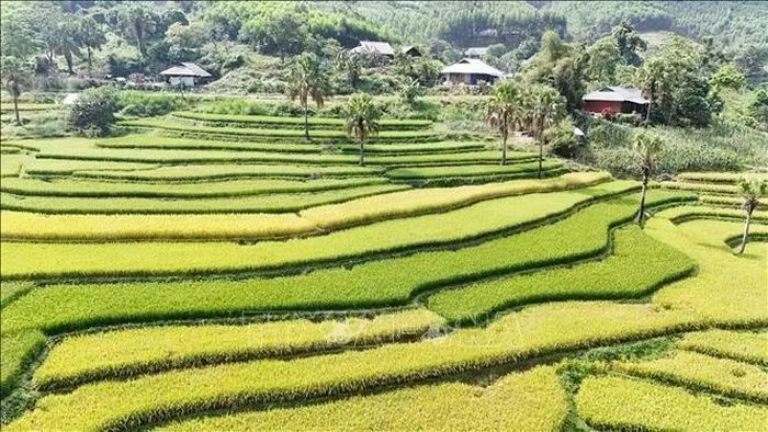 Mùa lúa chín trên Bản Tèn.