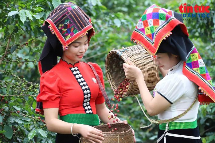 Thu hái cà phê ở xã Thuận Châu, tỉnh Sơn La.
