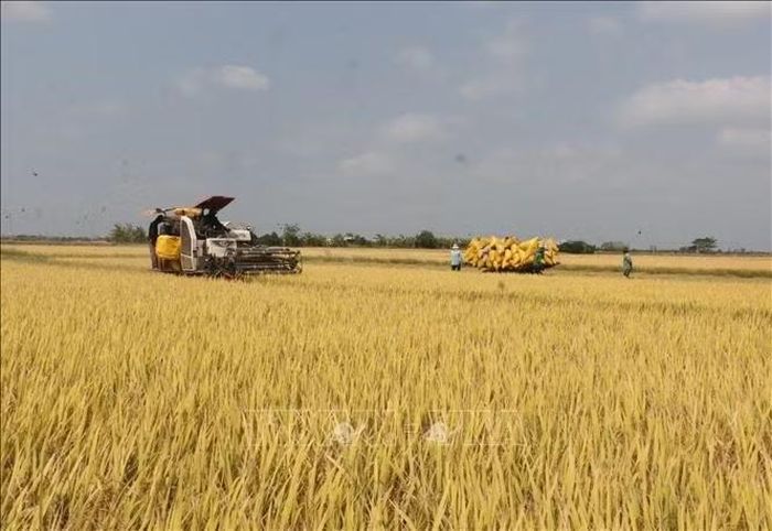 Áp dụng cơ giới hóa nhiều khâu trong canh tác lúa giúp giảm chi phí đầu tư, giúp nông dân nâng cao lợi nhuận.