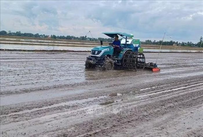 Nông dân Cà Mau sử dụng máy sạ hàng trong canh tác lúa. Ảnh: TTXVN phát