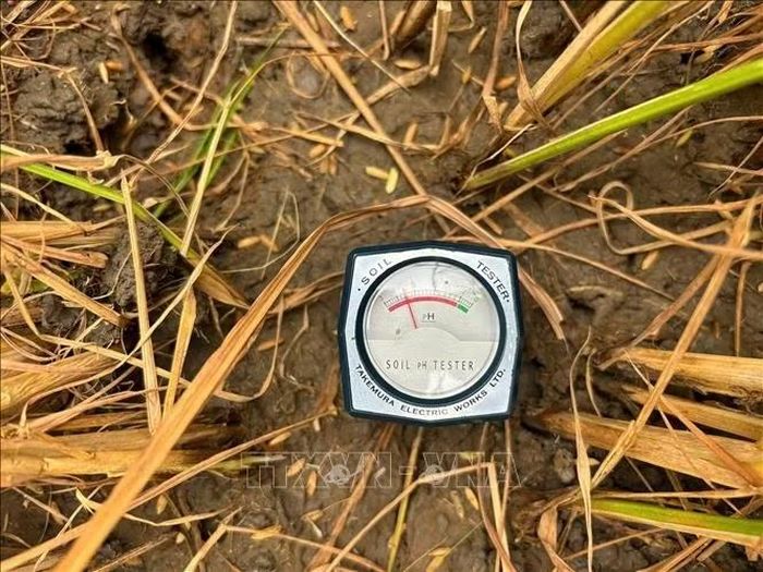 Nhiều tiến bộ kỹ thuật như “3 giảm 3 tăng”, “1 phải 5 giảm”, quy trình canh tác VietGAP và hữu cơ được áp dụng ngày càng rộng rãi trên đồng ruộng Cà Mau. Ảnh: TTXVN phát