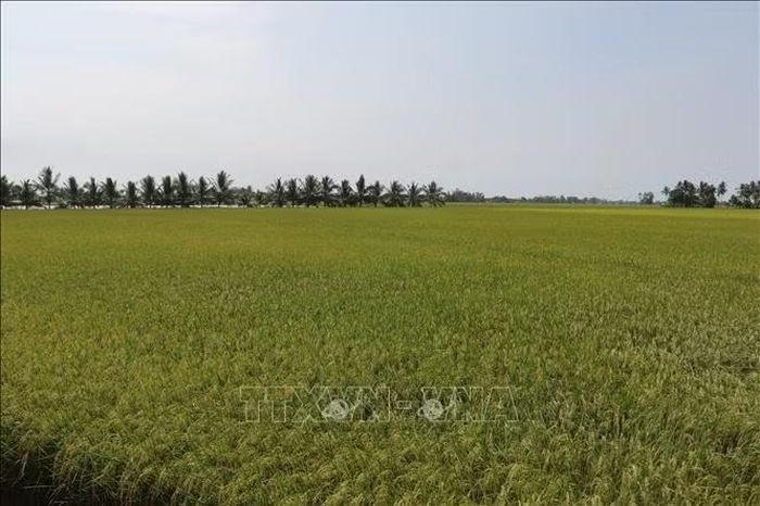 90% trong tổng số 185.000 ha canh tác lúa của tỉnh Cà Mau sử dụng các giống lúa chất lượng cao, lúa thơm, lúa đặc sản. Ảnh: Tuấn Kiệt/TTXVN
