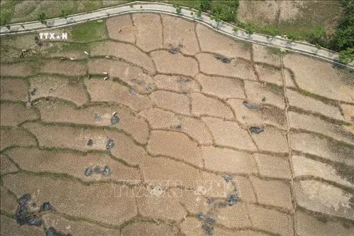 Cánh đồng lúa khô hạn ở Tây Java, Indonesia. Ảnh: THX/TTXVN phát