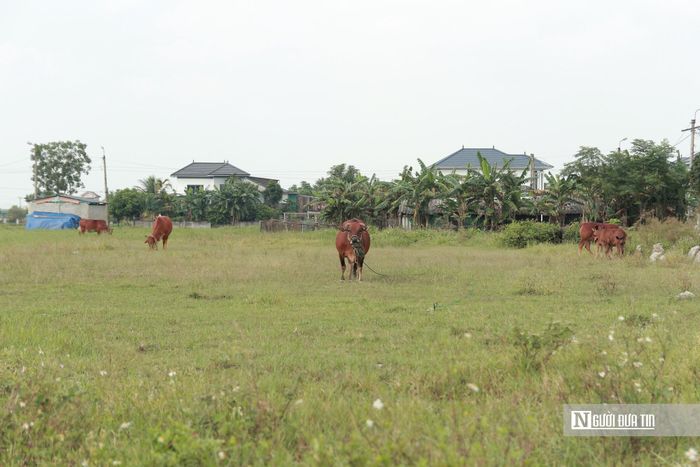 Khuôn viên chỉ để cho người dân thả trâu bò.