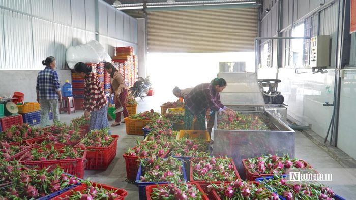 Điểm thu mua, đóng gói thanh long ở phía Đông tỉnh Lâm Đồng.