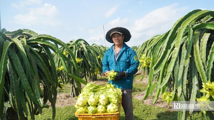Vườn thanh long ở khu vực Bình Thuận cũ.