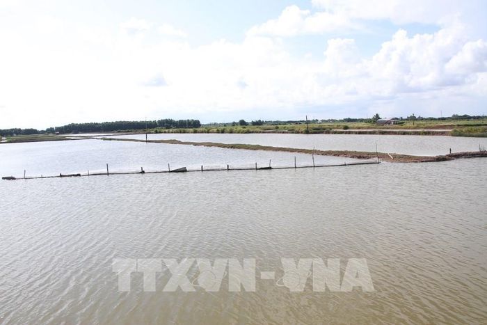 Diện tích nuôi tôm trên địa bàn tỉnh Cà Mau đạt khoảng 417.800 ha. Ảnh: Chanh Đa-TTXVN