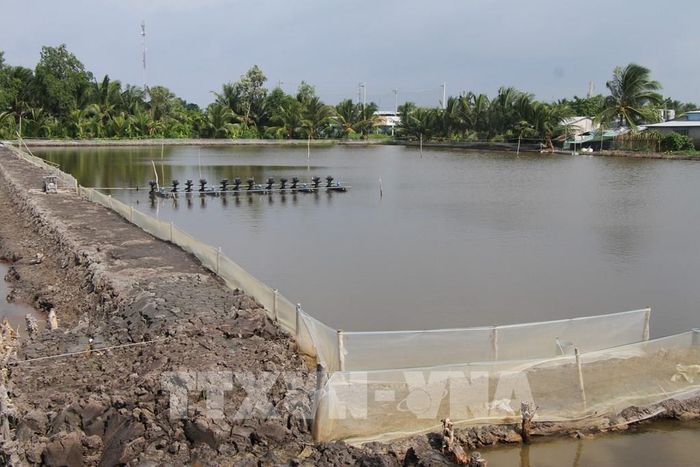 Nông dân xã Vĩnh Lộc (tỉnh Cà Mau) nuôi tôm trên nền ao đất trong vụ mùa 2026. Ảnh: Chanh Đa-TTXVN