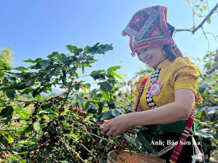 Sản phẩm cà phê Sơn La đang từng bước chinh phục thị trường trong nước, quốc tế.