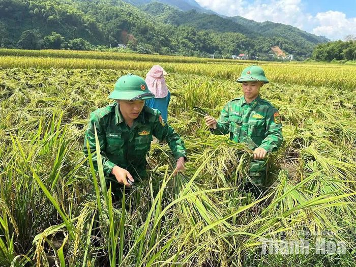 Cán bộ, chiến sĩ Đồn Biên phòng Hiền Kiệt giúp các gia đình chính sách, hộ có hoàn cảnh khó khăn trên địa bàn thu hoạch lúa.