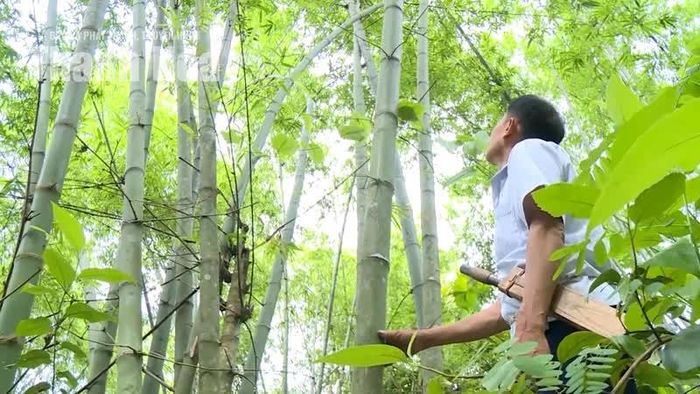 Những cánh rừng tre luồng xanh ngút ngàn đã trở thành một phần không gian sống, gắn với tập quán, sinh hoạt và ký ức của cộng đồng người dân miền núi xứ Thanh.