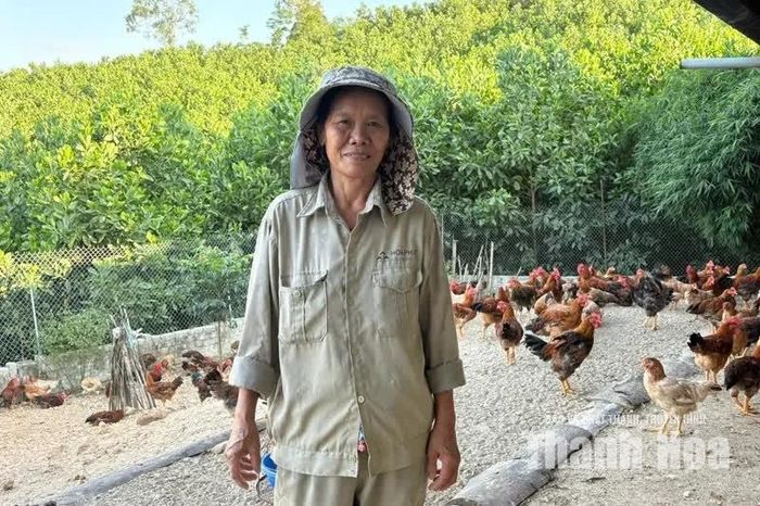 Bà Lê Thị Ba chăm sóc đàn gà tại trang trại gia đình, từng bước phát triển kinh tế, vun đắp tương lai cho các con.