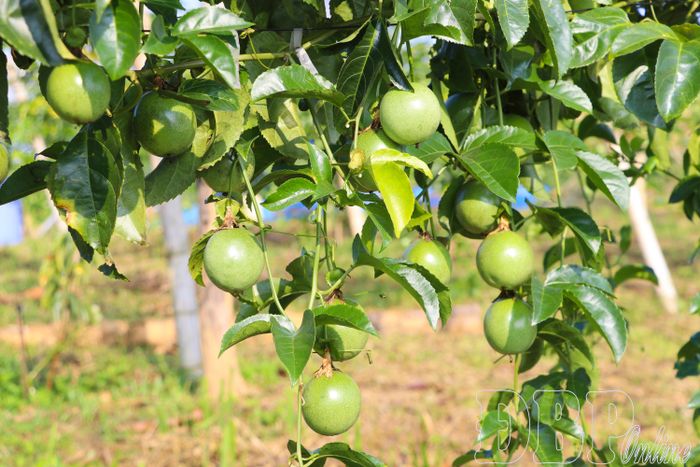 Chanh leo cho năng suất và sản lượng cao, cho thấy sự phù hợp với điều kiện địa phương. 