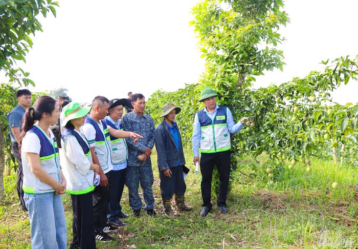 Đại biểu tham quan thực tế mô hình trồng chanh leo tại bản Pa Pốm, phường Điện Biên Phủ.