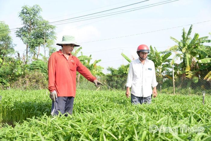 Ông Ngô Đức Tuấn an tâm sản xuất nhờ được hợp tác xã  bao tiêu toàn bộ nông sản.