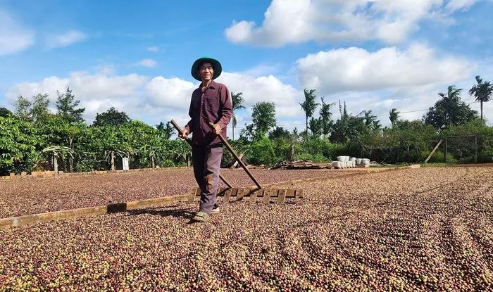 Nhờ trồng cà phê theo hướng hữu cơ bền vững, 2,2 ha cà phê của ông Trần Văn An thu được 10 tấn nhân. Ảnh: N.S