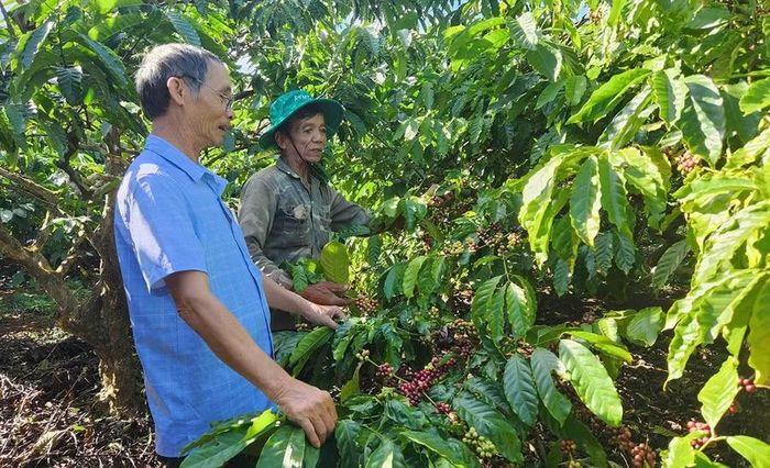 Ông Trần Quốc Hưng (bên trái) - Chủ tịch Hội đồng quản trị HTX Sản xuất kinh doanh dịch vụ nông nghiệp Ia Ring trao đổi với hộ thành viên về sản xuất cà phê theo hướng hữu cơ. Ảnh: N.S