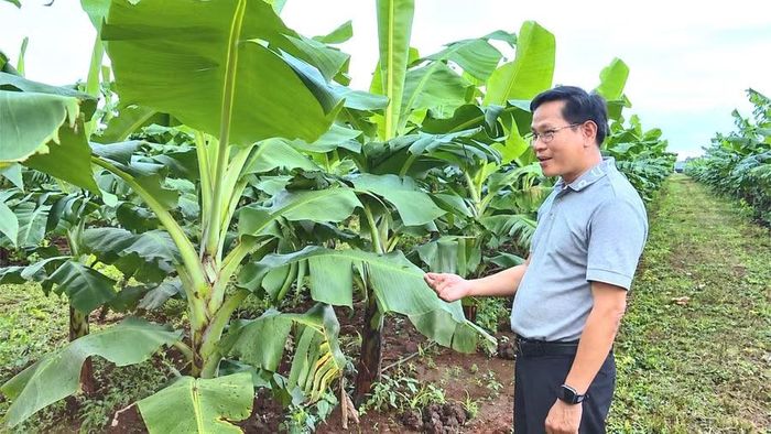 Ông Tô Nam giới thiệu mô hình trồng chuối già Nam Mỹ. Ảnh: Minh Chí 