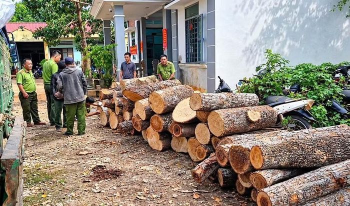  Các đối tượng đã vận chuyển, mua bán hơn 22 m3 gỗ lậu và 8,5 ster củi. Ảnh: ĐVCC 