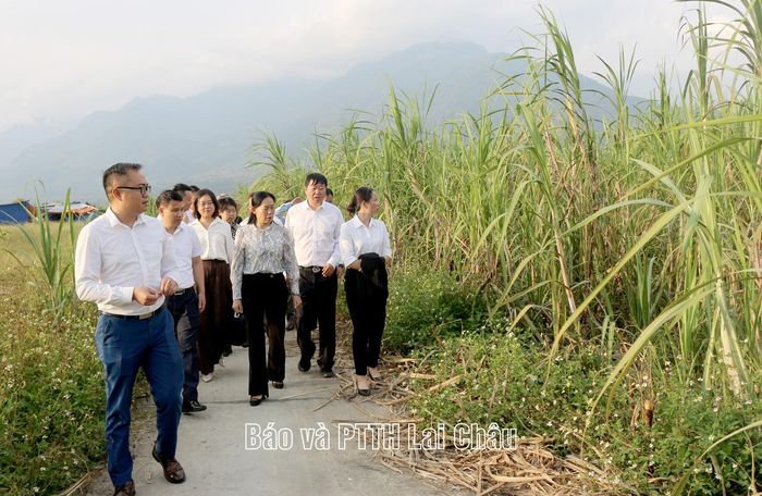 ... khảo sát vùng trồng mía tại xã Bình Lư. 