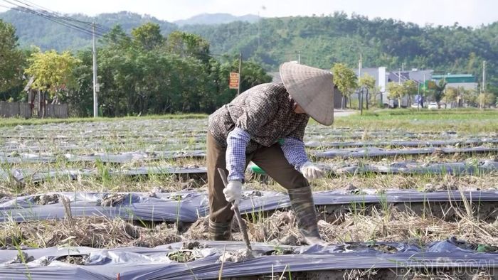 Để bù đắp sản lượng thiếu hụt do mưa lũ, các địa phương đang tích cực đôn đốc Nhân dân chuyển đổi cơ cấu cây trồng, đẩy mạnh sản xuất vụ đông.