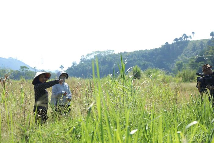 Lượng lớn đất cát từ dòng suối tràn vào vùi lấp mặt ruộng khiến nhiều diện tích lúa tại thôn Ngòi A2 (xã Mậu A) không thể tiếp tục canh tác.