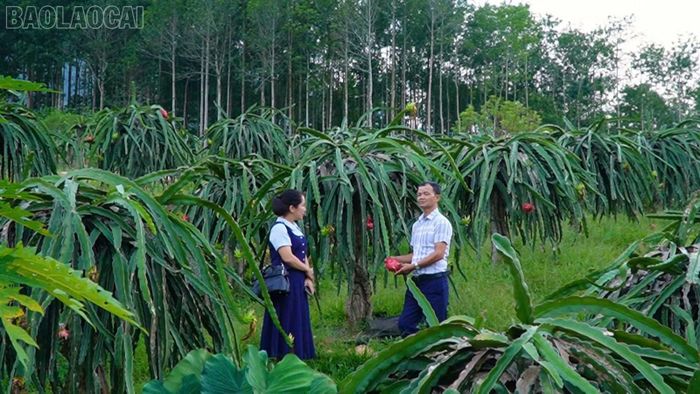 Ông Phạm Xuân Nhuận, Tổ trưởng tổ dân phố 7, tham quan các vườn cây ăn quả trên địa bàn trước thềm lễ hội.