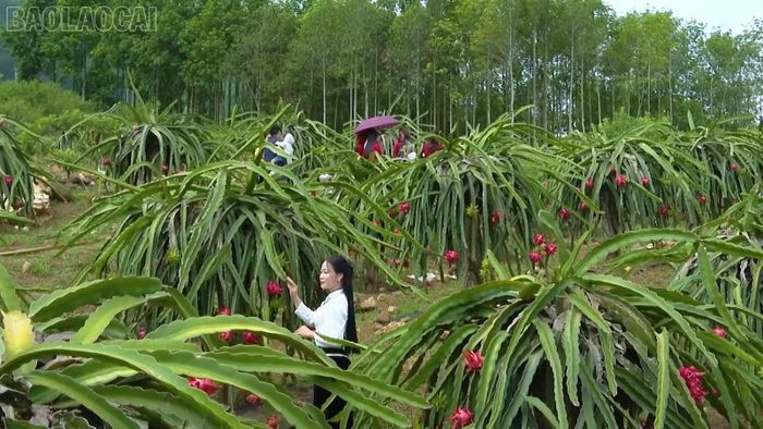 Du khách hào hứng tham quan, trải nghiệm tại vườn cây ăn quả ở tổ dân phố 7, phường Trung Tâm.