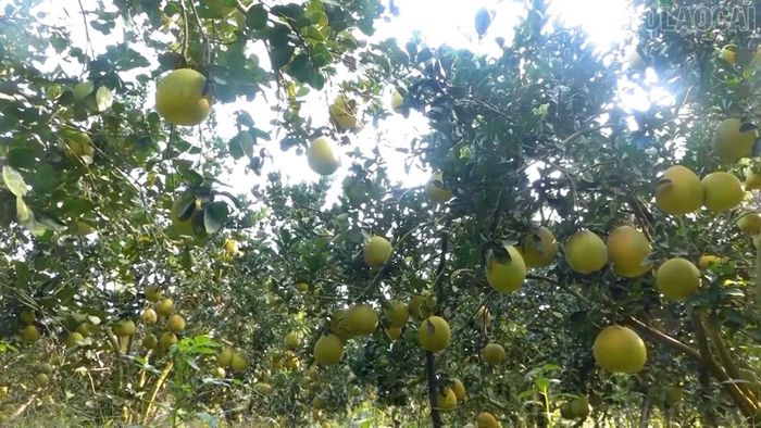 Vườn bưởi trĩu quả của gia đình ông Phan Đăng Lượng, phường Trung Tâm, tỉnh Lào Cai.