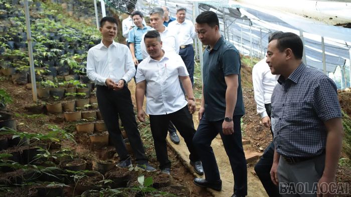 Đồng chí Hà Đức Minh - Ủy viên Ban Thường vụ Tỉnh ủy, Phó Chủ tịch Thường trực Ủy ban MTTQ Việt Nam tỉnh trao đổi với doanh nghiệp trồng cây dược liệu
