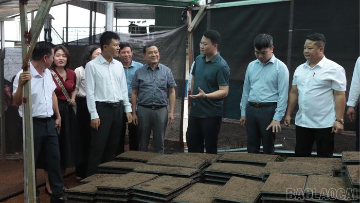 Đồng chí Hà Đức Minh - Ủy viên Ban Thường vụ Tỉnh ủy, Phó Chủ tịch Thường trực Ủy ban MTTQ Việt Nam tỉnh trao đổi về quy trình chăm sóc và thị trường tiêu thụ sản phẩm.