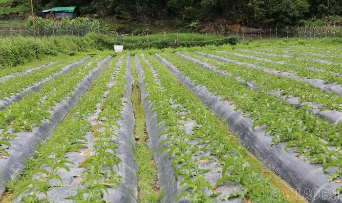 Lào Cai yêu cầu thận trọng khi mở rộng diện tích sâm Nữ Hoàng, chú trọng kiểm soát nguồn giống, đánh giá hiệu quả kinh tế và xây dựng liên kết tiêu thụ ổn định.