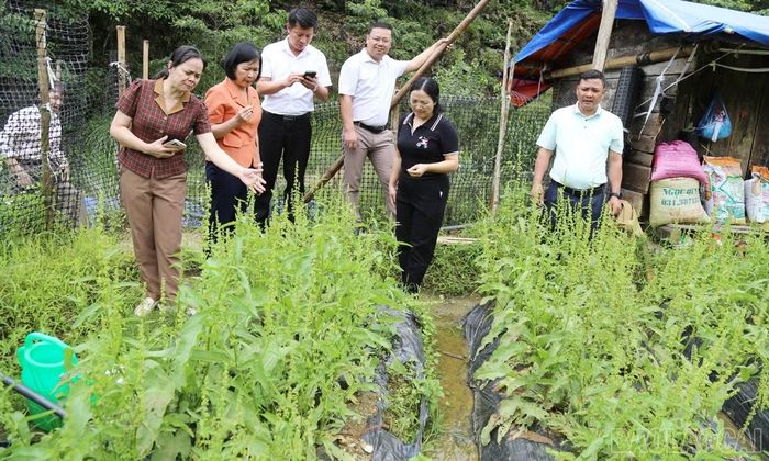 Việc phát triển giống sâm Nữ Hoàng cần gắn với đánh giá năng suất, chất lượng và khả năng tiêu thụ nhằm hạn chế rủi ro cho người sản xuất.