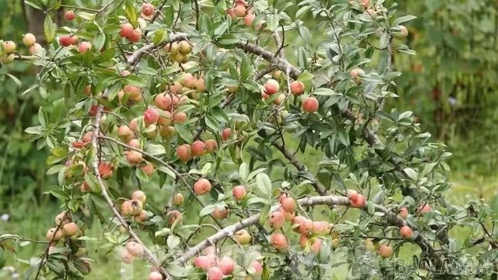 Nậm Có tiếp tục khuyến khích người dân chăm sóc, bảo vệ cây sơn tra, nâng cao hiệu quả diện tích hiện có.