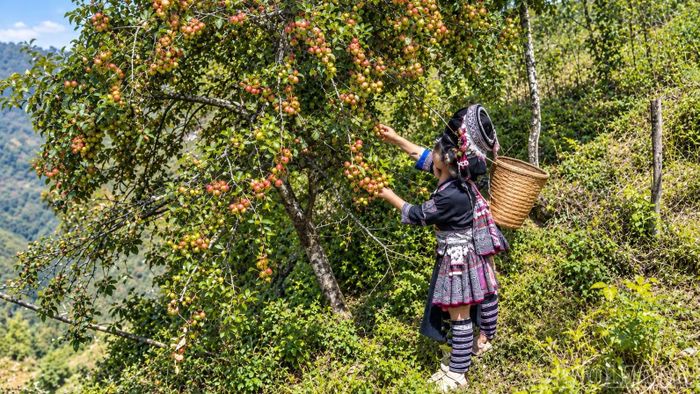 Người dân Nậm Có thu hoạch sơn tra.