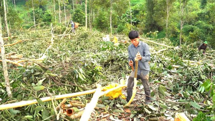 Người dân xã Phong Dụ Thượng thu hoạch quế.