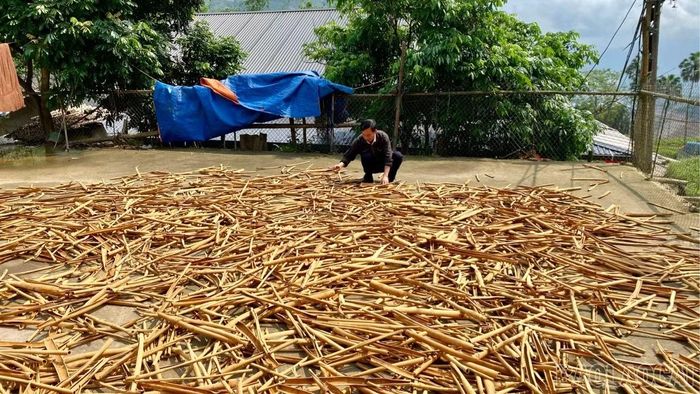 Nhờ trồng quế, cuộc sống người dân vùng cao Phong Dụ Thượng ngày càng khởi sắc.