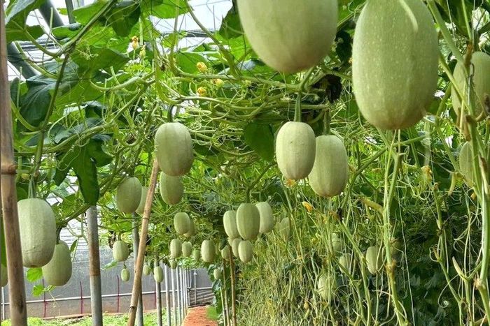 Các chuỗi liên kết trong tỉnh tạo điều kiện để nông dân tổ chức sản xuất tập trung, áp dụng quy trình canh tác thống nhất