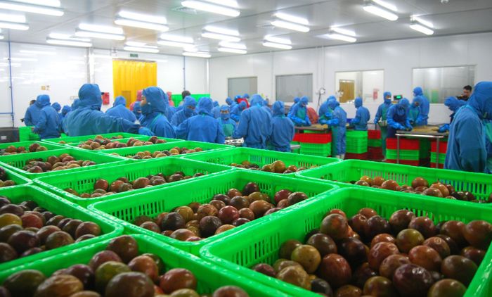 Chế biến chanh dây đạt tiêu chuẩn xuất khẩu tại xã Phú Sơn