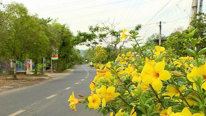 Tuyến đường rực sắc vàng dẫn vào trung tâm xã Đạ Tẻh 2