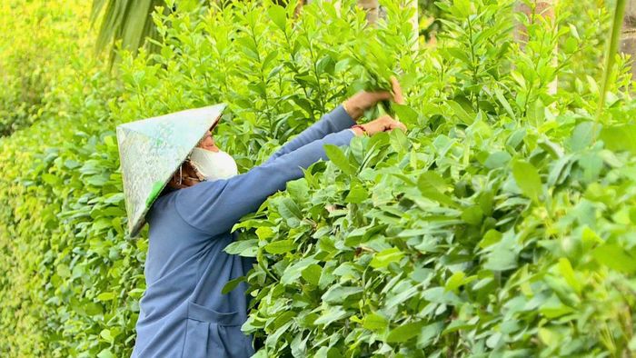 Bà Đỗ Thị Nguyệt, thôn 4, xã Đạ Tẻh 2 chủ động trồng và chăm sóc cây xanh ngay trước khuôn viên gia đình