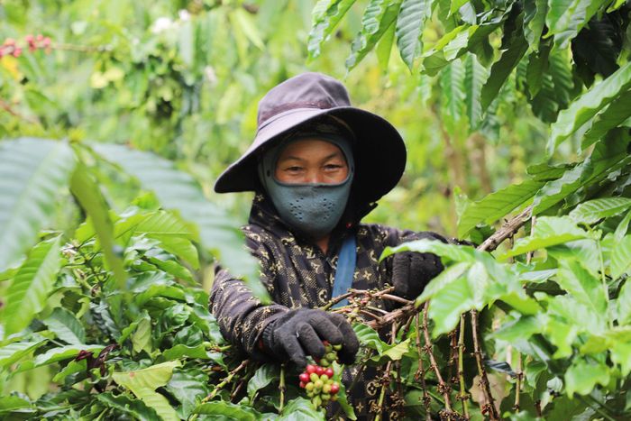 Người dân thôn Păng Dung, xã Đam Rông 1 phấn khởi khi được tiếp cận chính sách hỗ trợ lãi suất vốn của tỉnh Lâm Đồng